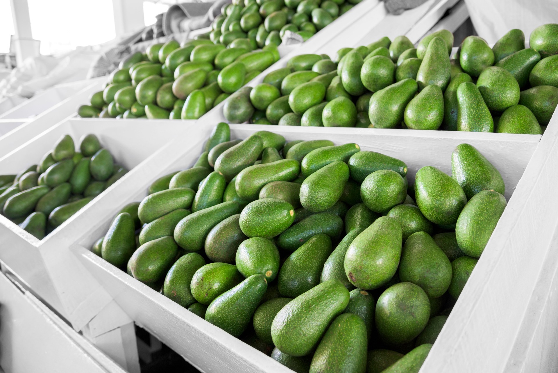 Hundreds of ripe avocados in white polystyrene crates at market