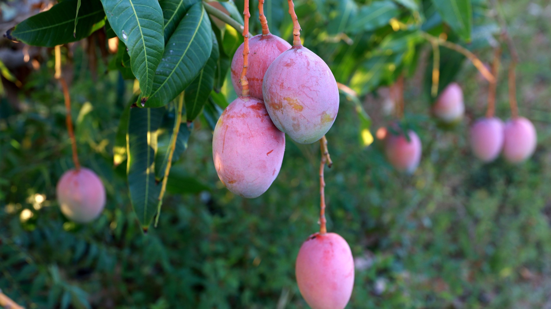 mango plantation farm